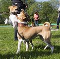 Basenji KSM Muenster 2014 (1135)